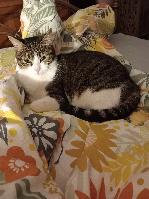 chatte reunited    Tours LENA  ( Demoiselle )