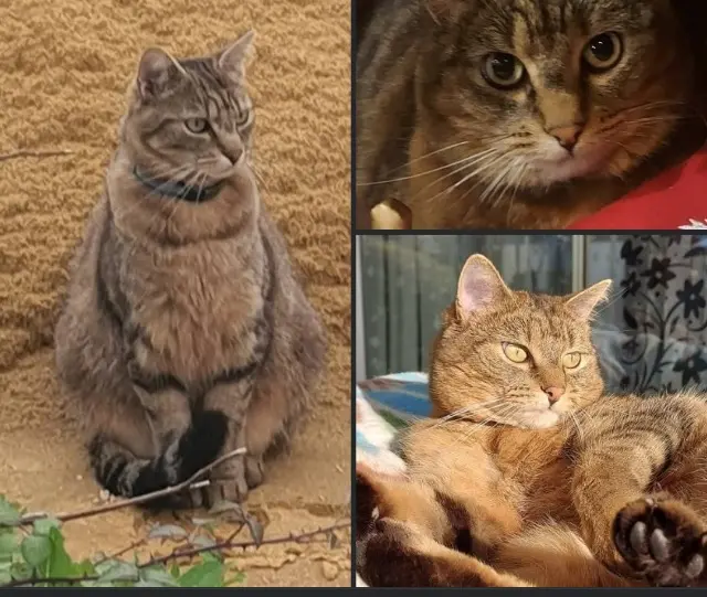 chatte reunited    Tours Mistique