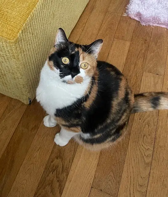 chatte reunited    Tours Pomme