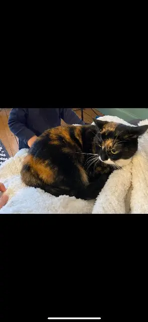 chatte reunited    Tours Prunelle