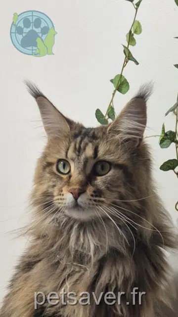 chatte reunited    Tours Yuki