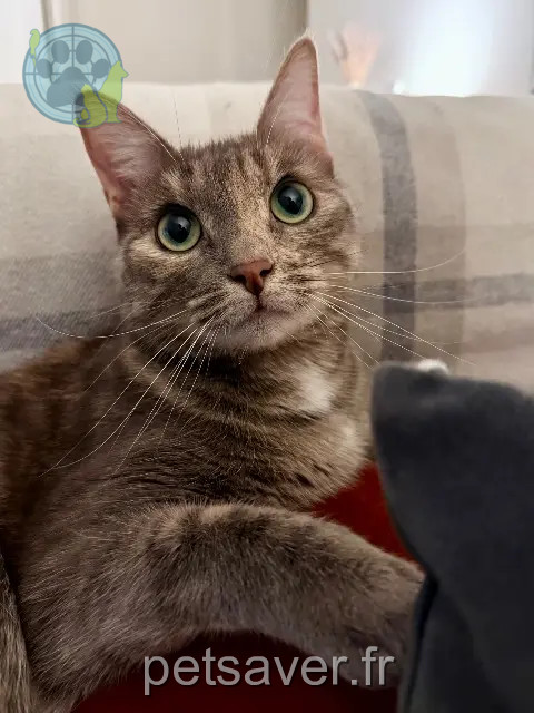 gatta reunited   37540 Saint-Cyr-sur-Loire Toxane