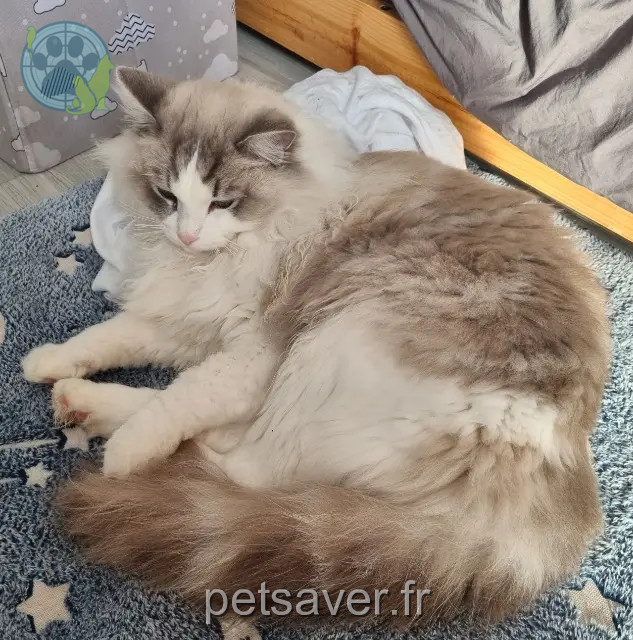 chatte reunited   37260 Monts Ulika