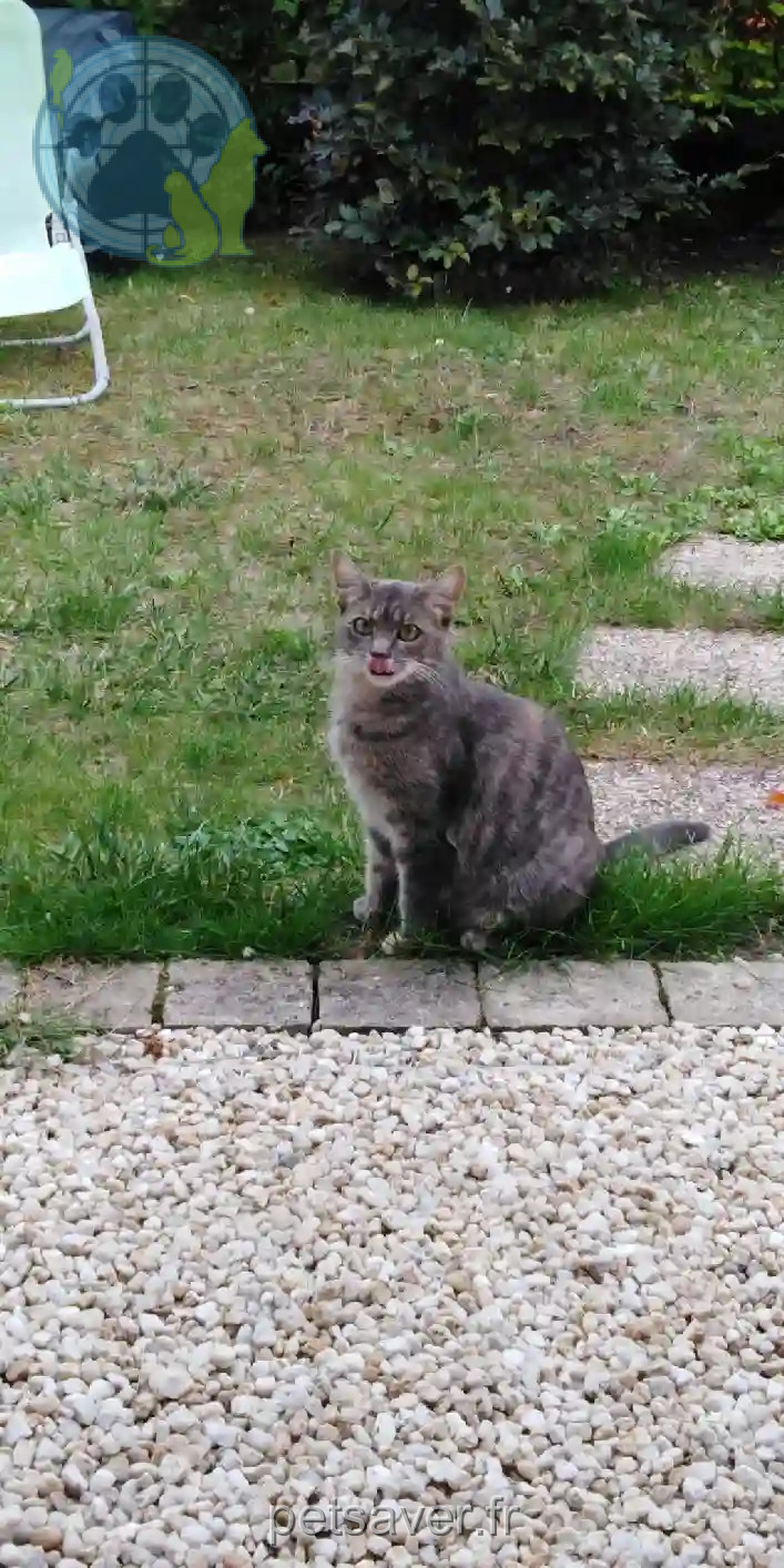 Chatte Perdue 37 Indre-et-Loire - Umpa Chatte Perdue 37 Indre-et-Loire - Umpa