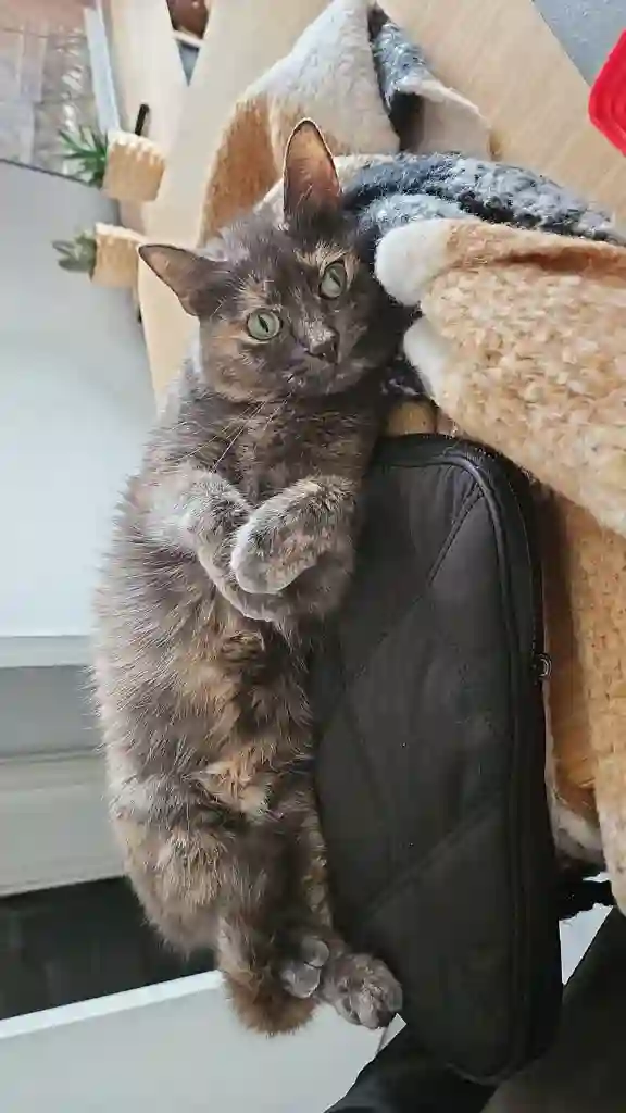Chatte Perdue 37 Indre-et-Loire - Yura Chatte Perdue 37 Indre-et-Loire - Yura