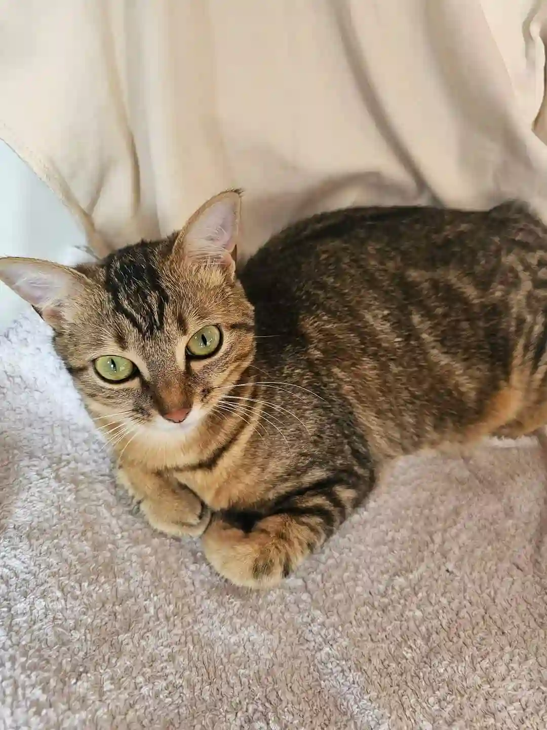 Chatte Trouvée 38 Isère - Aya Chatte Trouvée 38 Isère - Aya