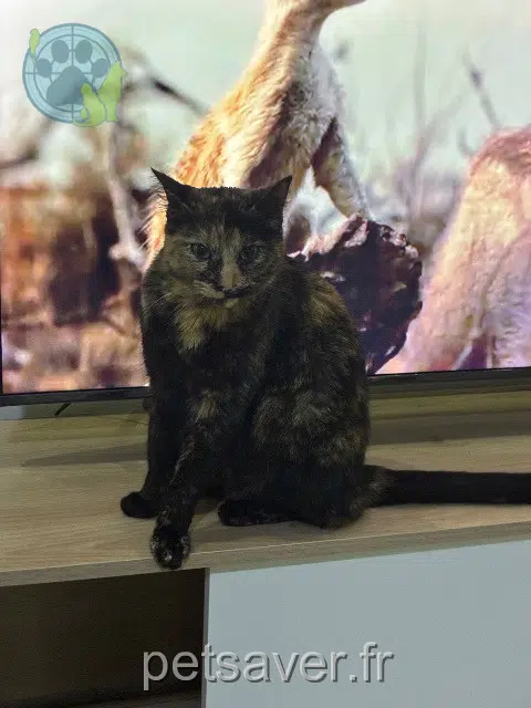 chatte reunited   38090 Villefontaine Barbouta