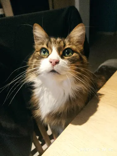 cat reunited Rue Cuenot Lucien 38300 Bourgoin-Jallieu Bubu cat reunited Rue Cuenot Lucien 38300 Bourgoin-Jallieu Bubu