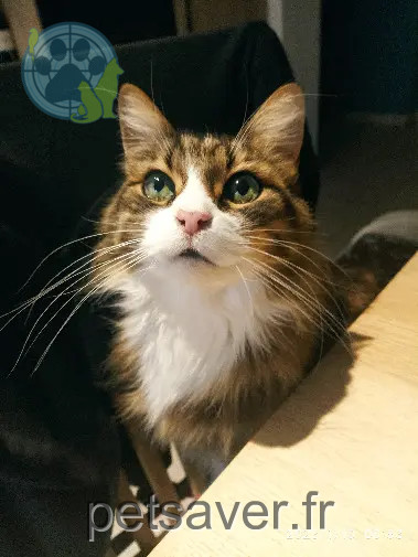 chatte retrouvée Rue Cuenot Lucien 38300 Bourgoin-Jallieu Bubu chatte reunited Rue Cuenot Lucien 38300 Bourgoin-Jallieu Bubu