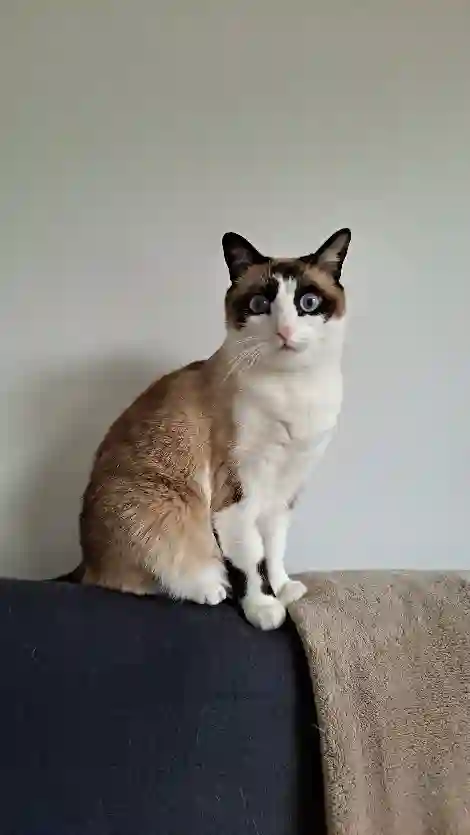 Chatte Trouvée 38 Isère - Caly Chatte Trouvée 38 Isère - Caly