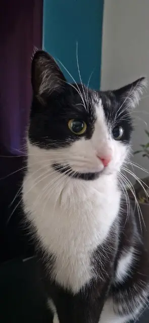 chatte reunited   38230 Charvieu-Chavagneux Opale
