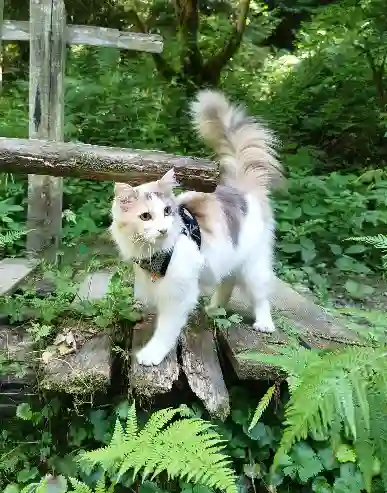 Chatte Perdue 38 Isère - Chaya Chatte Perdue 38 Isère - Chaya