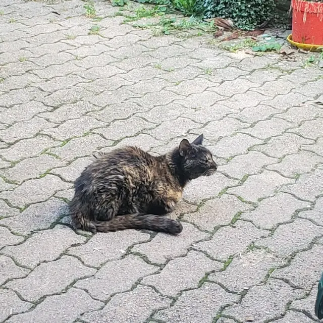 chatte reunited   38400 Saint-Martin-d'Hères Chibi