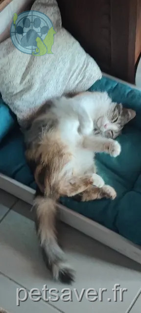 chatte reunited 38150 Chanas Eclipse
