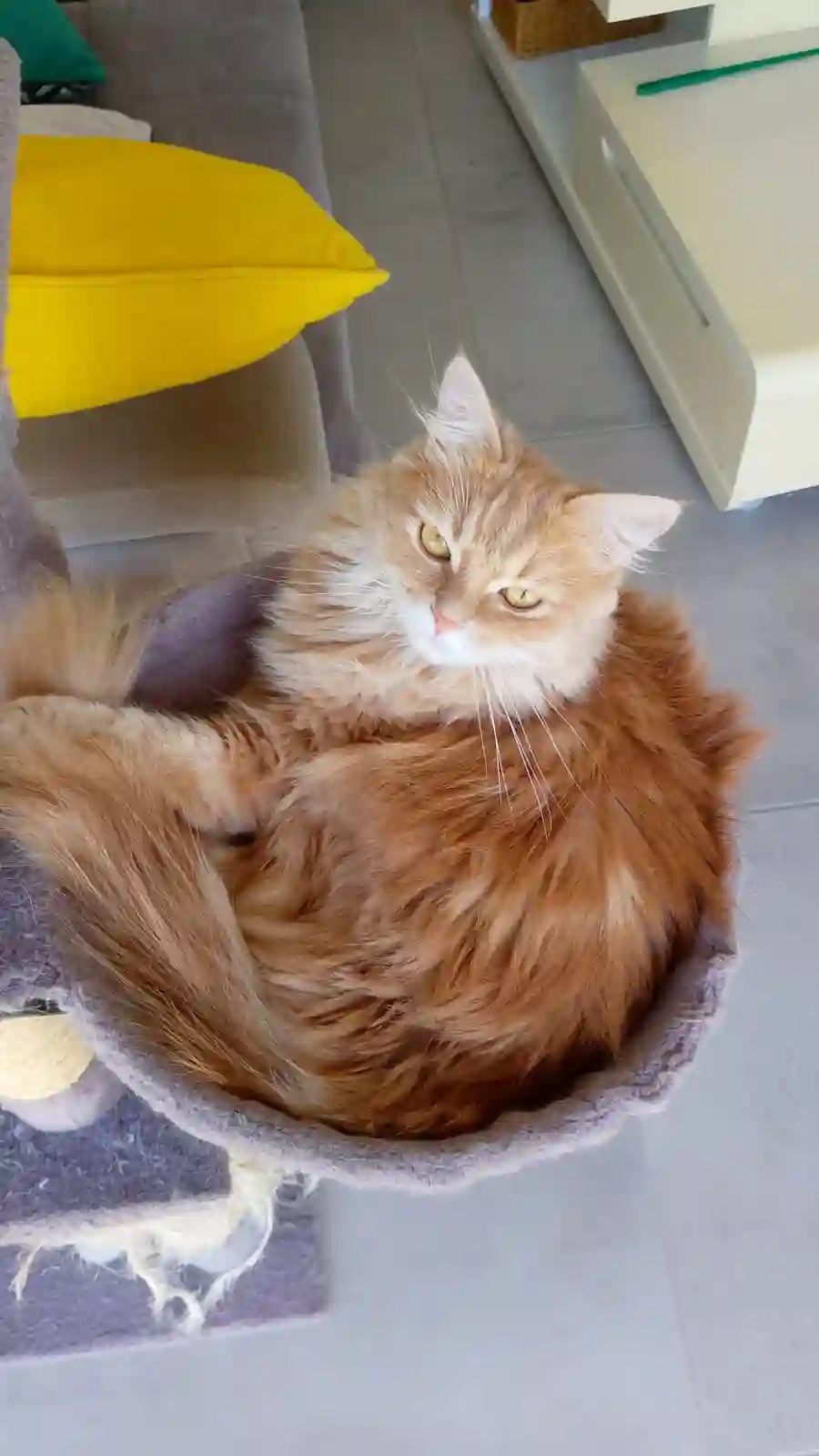 Chatte Trouvée 38 Isère Eclose-Badinières - Naïko Chatte Trouvée 38 Isère Eclose-Badinières - Naïko