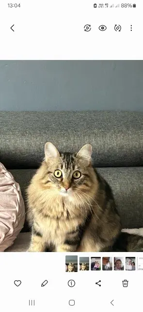 chatte reunited   38400 Saint-Martin-d'Hères Gigi