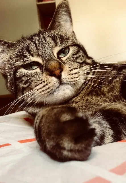 chatte reunited    Grenoble Couette