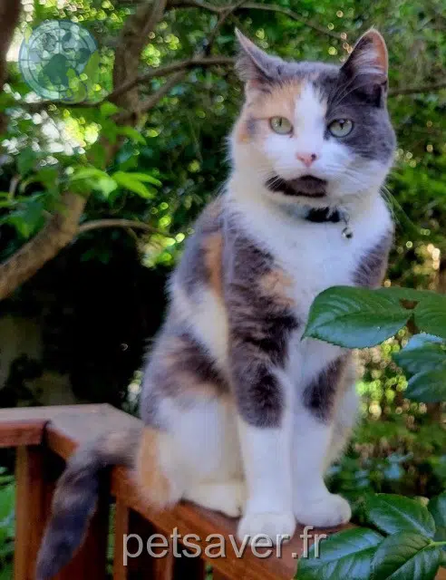 chatte reunited Grenoble Minuit