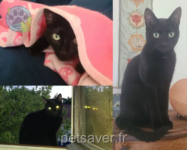 chatte reunited Grenoble Oolong