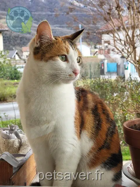 gata reunited Grenoble Stella