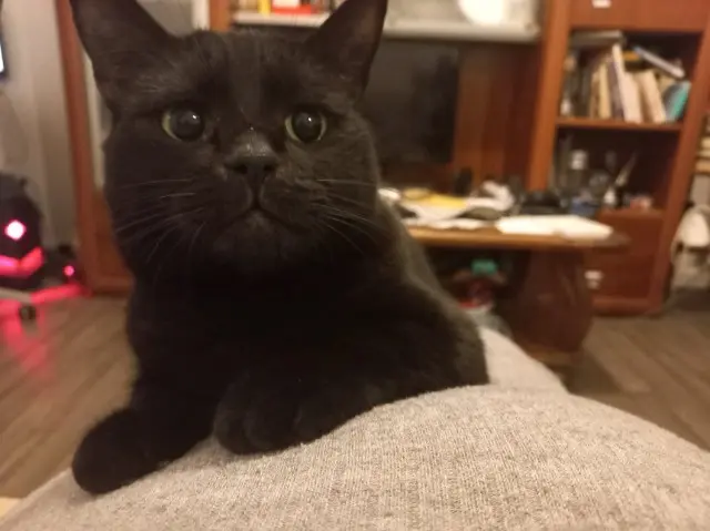 chatte reunited    Grenoble Tina