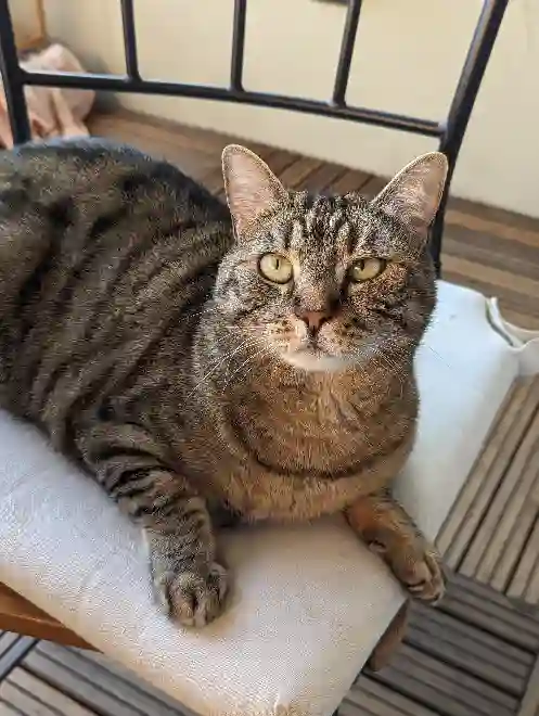 Chatte Trouvée 38 Isère Grenoble - Tyka Chatte Trouvée 38 Isère Grenoble - Tyka
