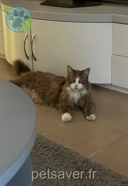 chatte reunited 38560 Champ-sur-Drac Gribouille