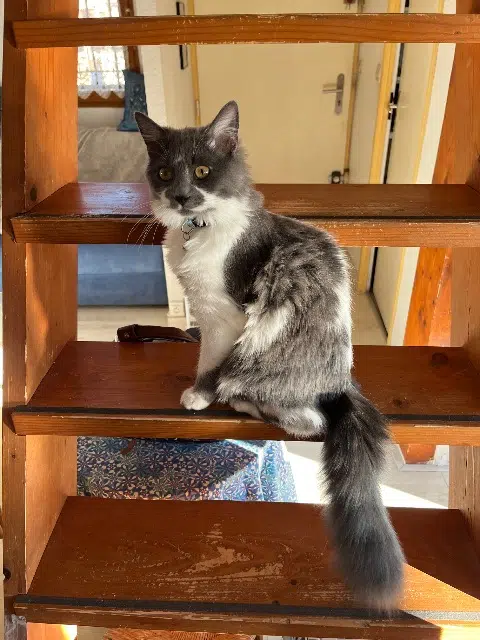 chatte reunited   38110 Rochetoirin Grisette