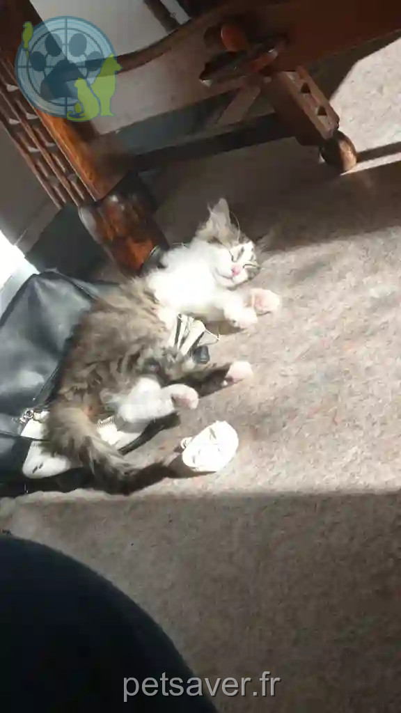 Chatte Perdue 38 Isère - Inej Chatte Perdue 38 Isère - Inej