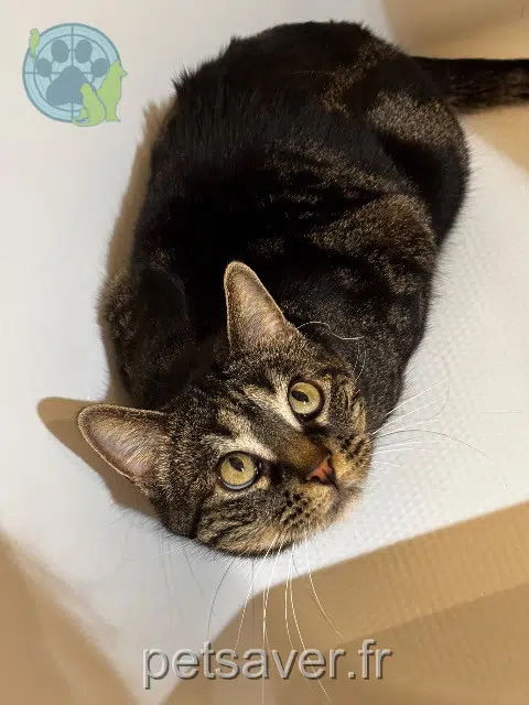 chatte reunited 38130 Échirolles Joy