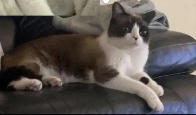 chatte reunited   38780 Pont-Évêque Kaya