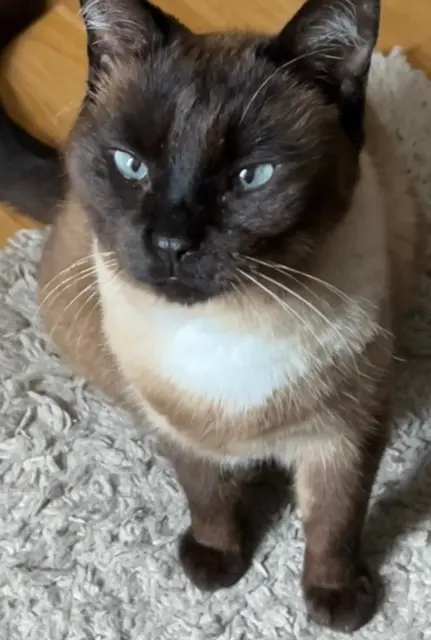 chatte reunited   38113 Veurey-Voroize Kikine