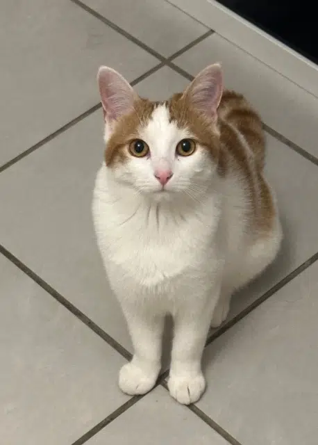 chatte reunited   38130 Échirolles Kira