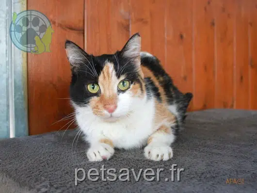 chatte reunited 38920 Crolles Leia