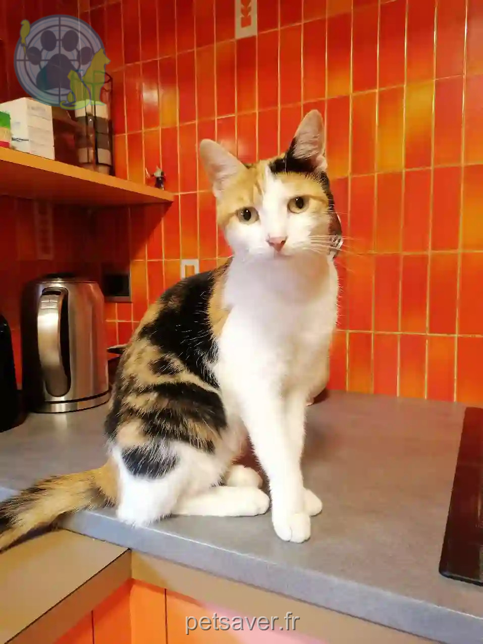 Chatte Trouvée 38 Isère - Leia Chatte Trouvée 38 Isère - Leia