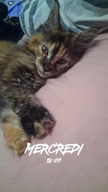 chatte reunited   38320 Eybens Lila