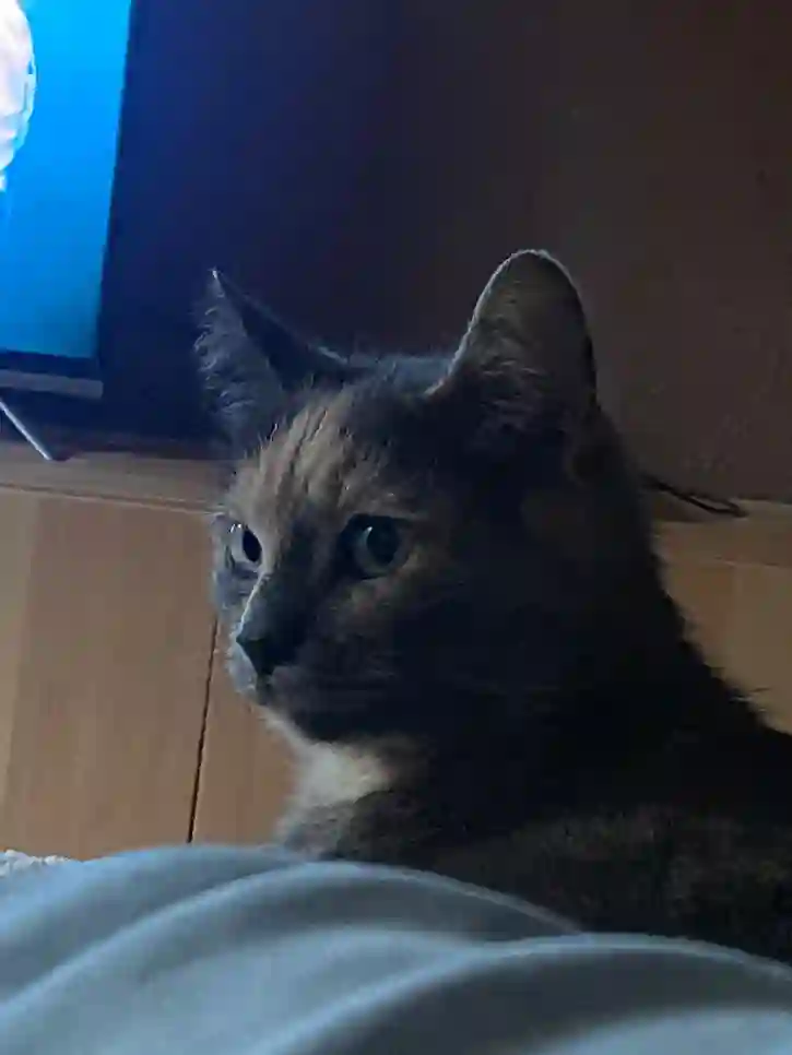 Chatte Trouvée 38 Isère - Lola Chatte Trouvée 38 Isère - Lola