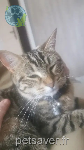 chatte reunited   38280 Villette-d'Anthon Lola
