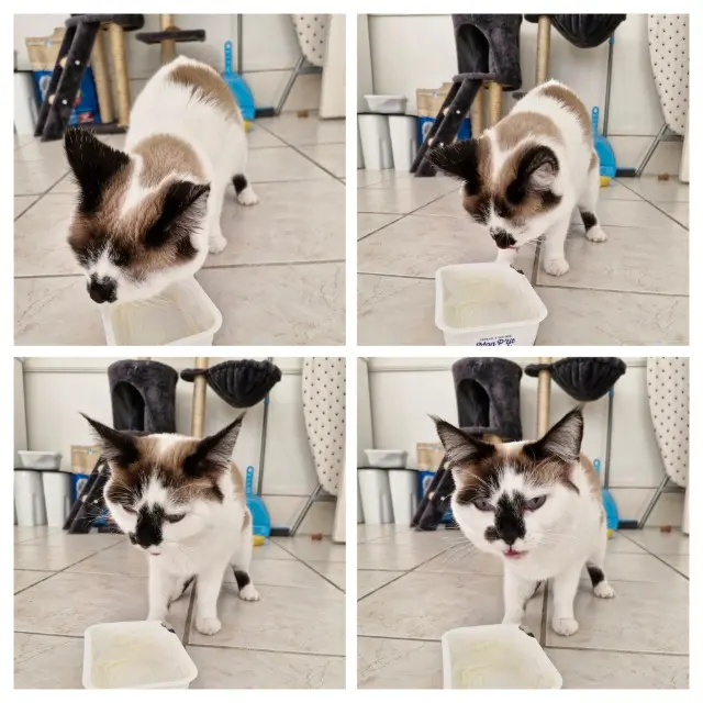 chatte reunited   38500 Voiron Luna
