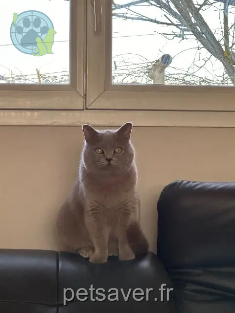 chatte reunited 38150 Roussillon Mila