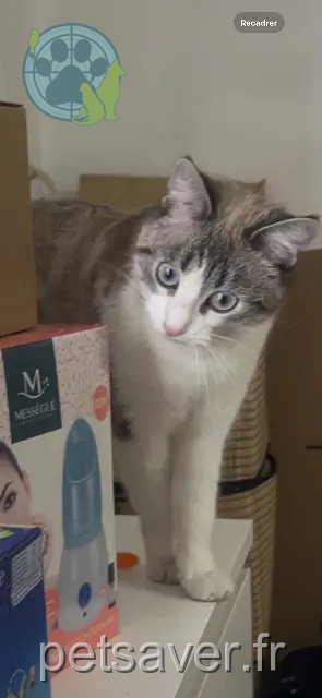 chatte reunited 38190 Villard-Bonnot Mimi