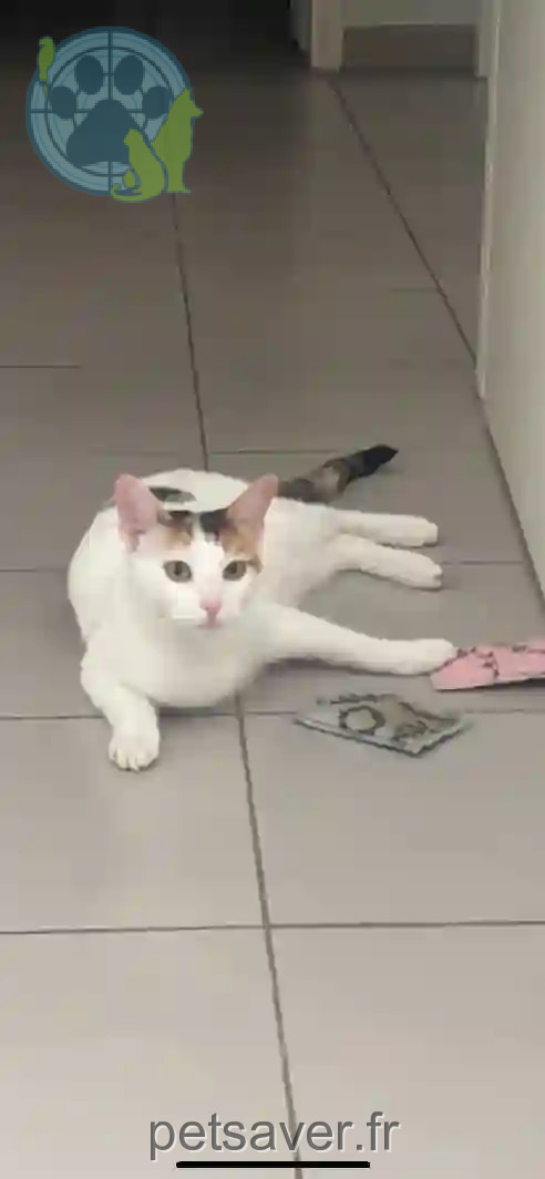 Chatte Trouvée 38 Isère - Mimow Chatte Trouvée 38 Isère - Mimow