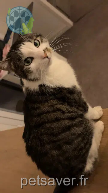 chatte reunited   38350 Susville Minou