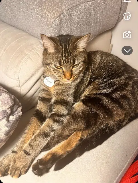 chatte reunited   38210 Tullins Minoucha