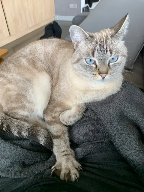 chatte reunited   38180 Seyssins Minouche