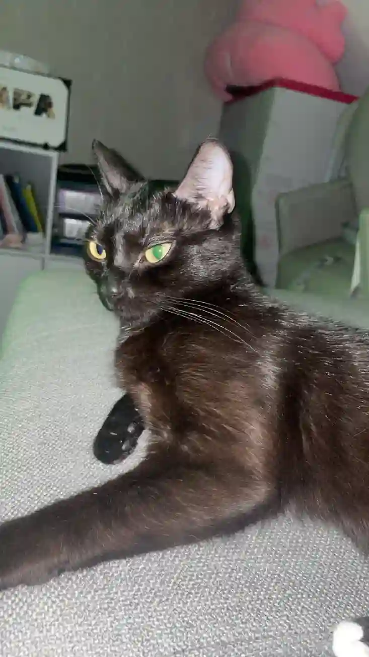 Chatte Trouvée 38 Isère - Misty Chatte Trouvée 38 Isère - Misty