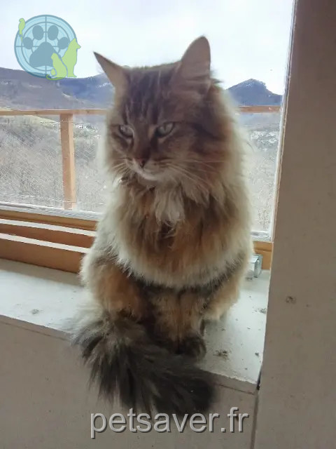chatte reunited   38120 Fontanil-Cornillon Misty