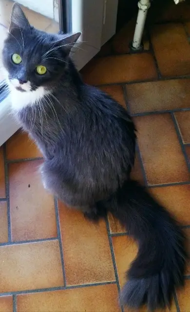 chatte reunited   38420 Le Versoud Mitsou