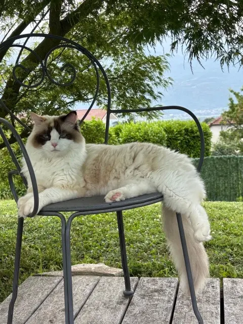 chatte reunited   38330 Saint-Ismier Moon