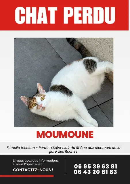 chatte reunited   38370 Saint-Clair-du-Rhône Moumoune